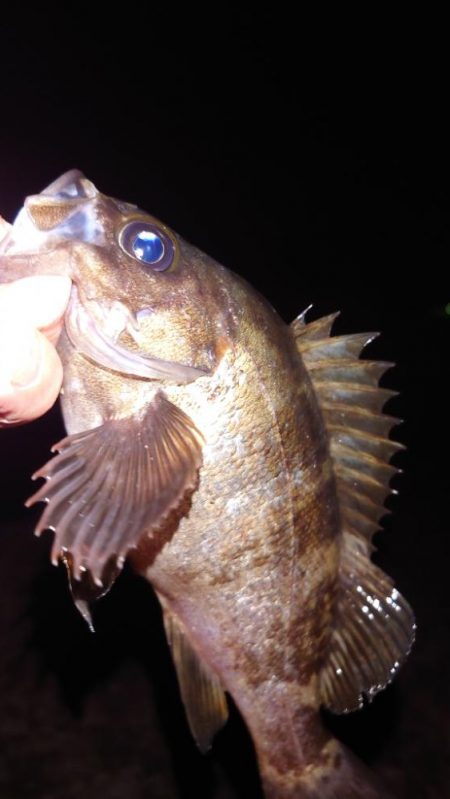 電気浮き釣り 3