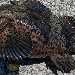 東浦〜穴釣り〜昼