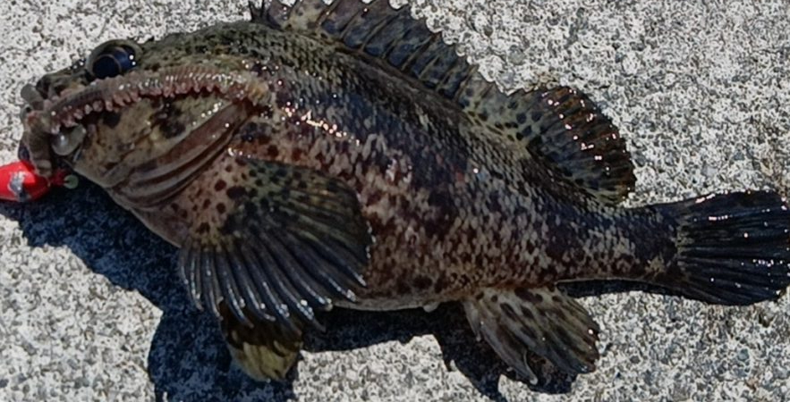 東浦〜穴釣り〜昼