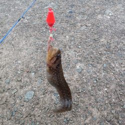 穴釣り〜淡路東浦〜2日目