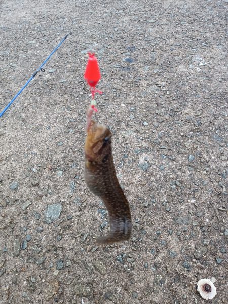 穴釣り〜淡路東浦〜2日目