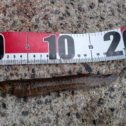 テトラ穴釣り、カサゴ良釣