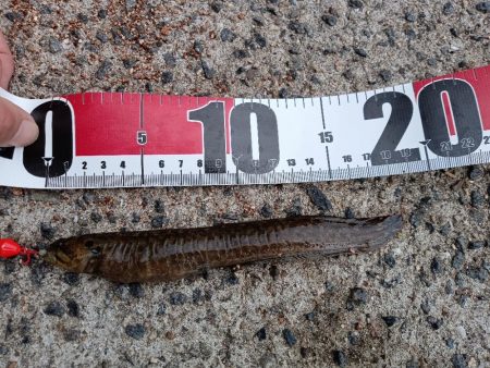 テトラ穴釣り、カサゴ良釣