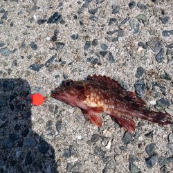 大磯〜テトラ穴釣り