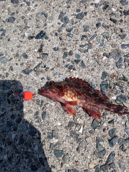 大磯〜テトラ穴釣り