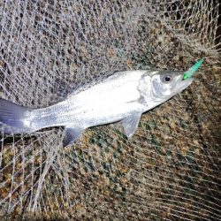 流れ強すぎてもダメなのね～