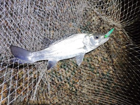 流れ強すぎてもダメなのね～