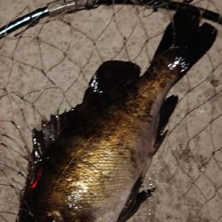 電気ウキ釣り 4 (自己記録更新)