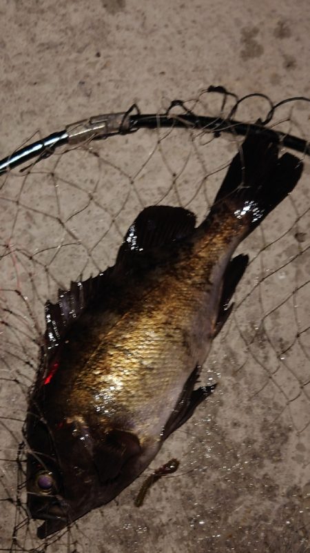 電気ウキ釣り 4 (自己記録更新)