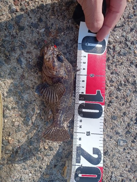 寒の戻り、穴釣り釣行