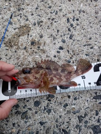 ちょい穴釣り〜仮屋