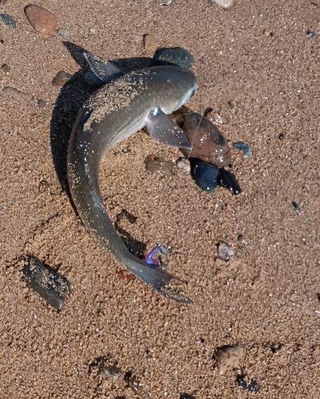 青天、浜からボラフィッシング