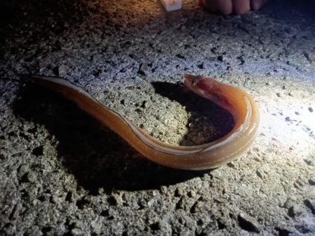 夜の投釣り〜野田