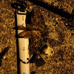 久しぶりの引き７