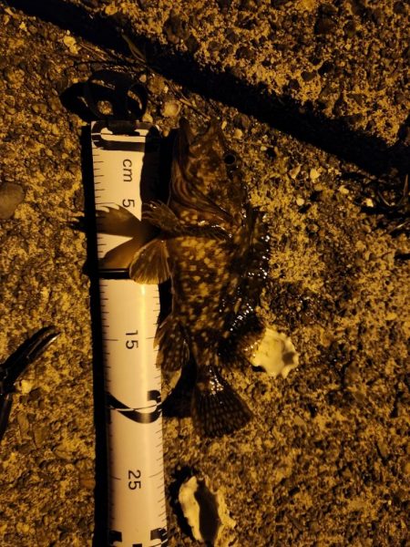 久しぶりの引き７