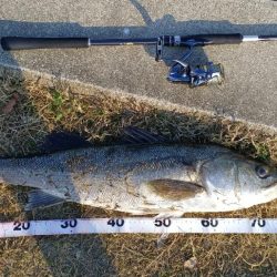 春がきたかな？いきなりあと少しでランカー