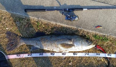 春がきたかな？いきなりあと少しでランカー