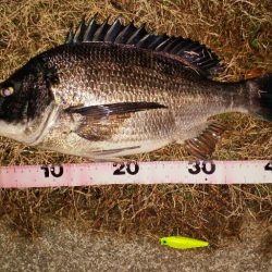 乗っ込みチヌかい？