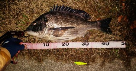 乗っ込みチヌかい？