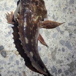 困ったときのカサゴ