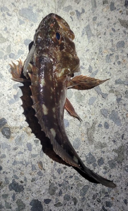 困ったときのカサゴ