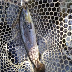 芦ノ湖解禁2日目