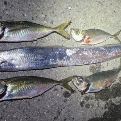 アジを狙ってみた