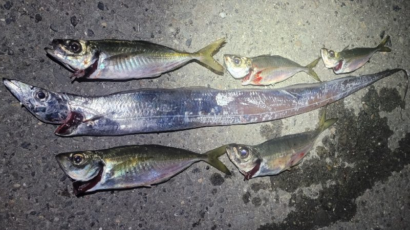 アジを狙ってみた