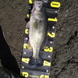 デスアダーで2本