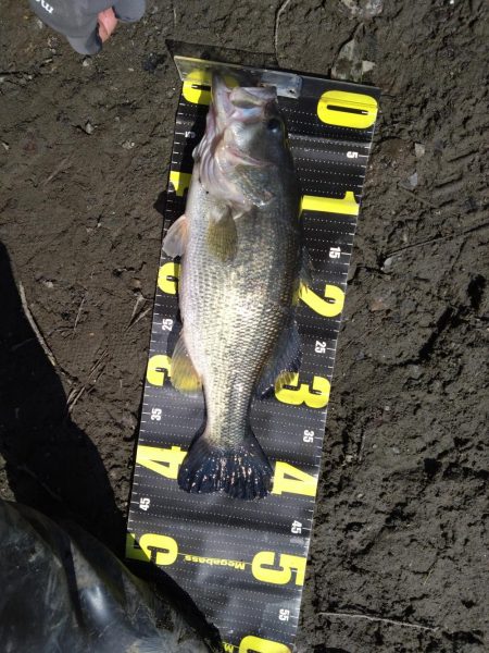 デスアダーで2本