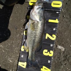 カバスキャで1本