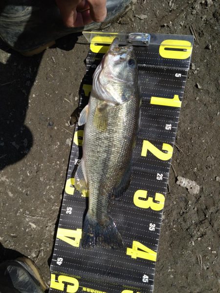 カバスキャで1本