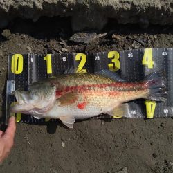 カバスキャで1本