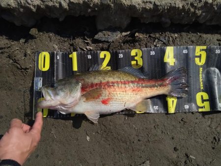 カバスキャで1本