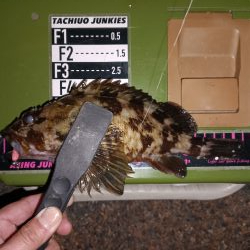 ロックフィッシュ1