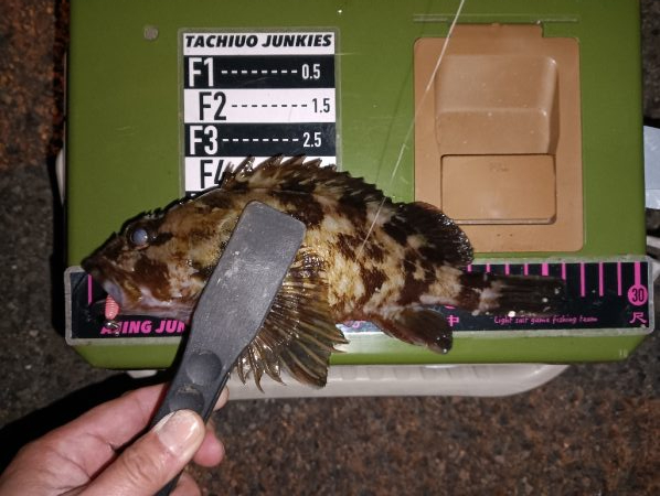 ロックフィッシュ1