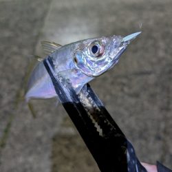 陸っぱり釣行記