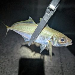 陸っぱり釣行記