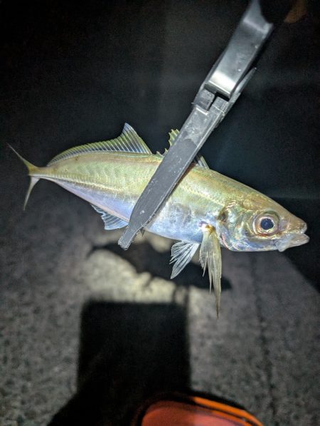 陸っぱり釣行記