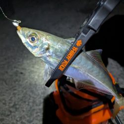 陸っぱり釣行記