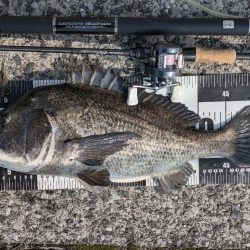 広島チニング今年初の年無しゲット!