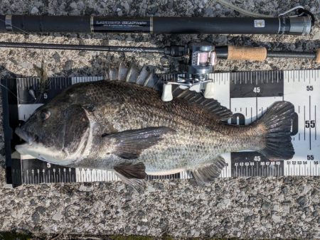 広島チニング今年初の年無しゲット！