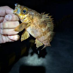 陸っぱり釣行記