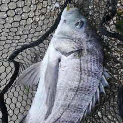 雨後爆風チニング