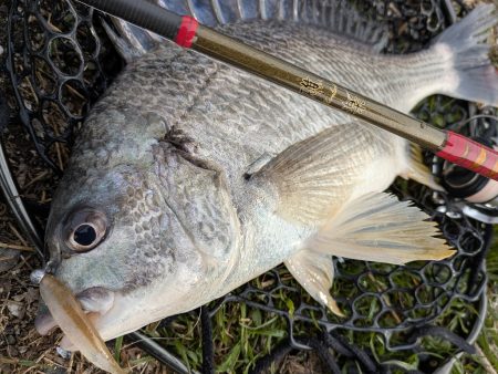 広島チニング花粉エグすぎ…