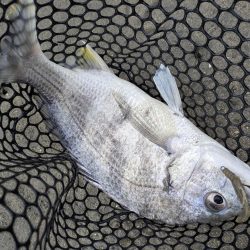 広島チニング雨パワー炸裂？