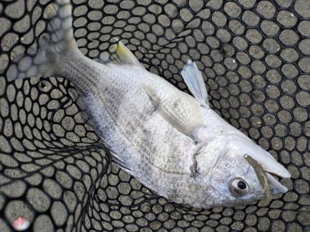 広島チニング雨パワー炸裂？