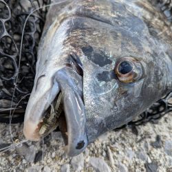 広島最強をチニングガイド