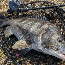 沼田川チニング