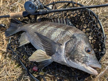 沼田川チニング